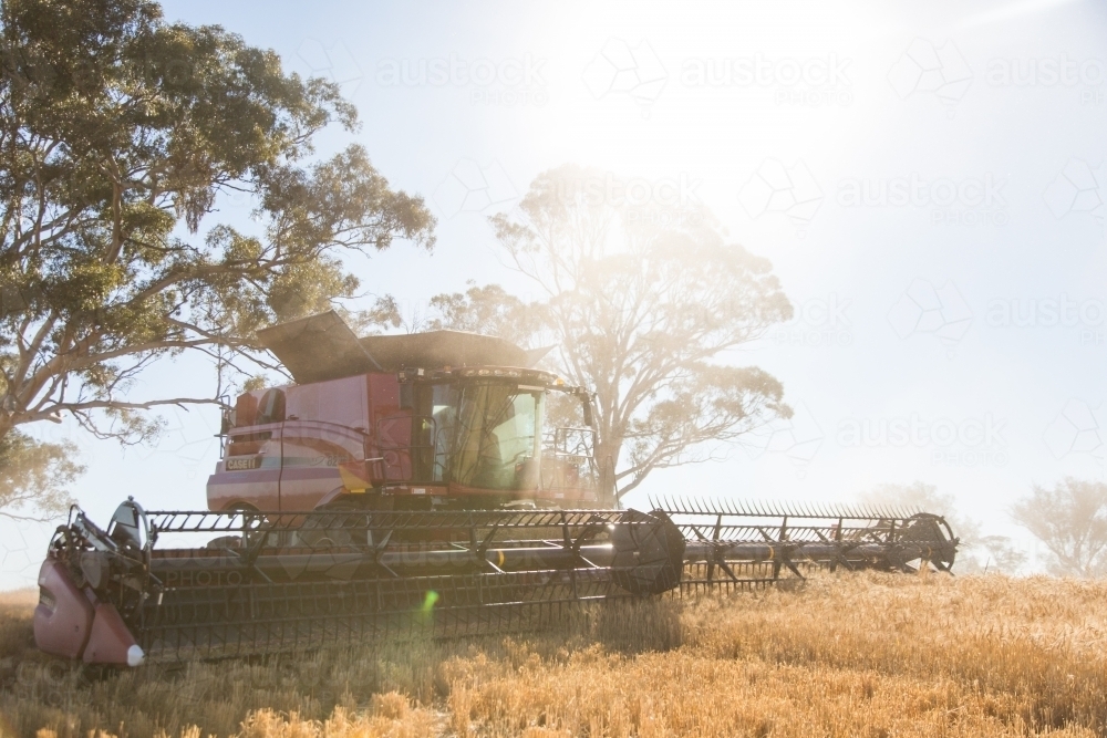 combine harvester harvesting wheat with trees in the background - Australian Stock Image