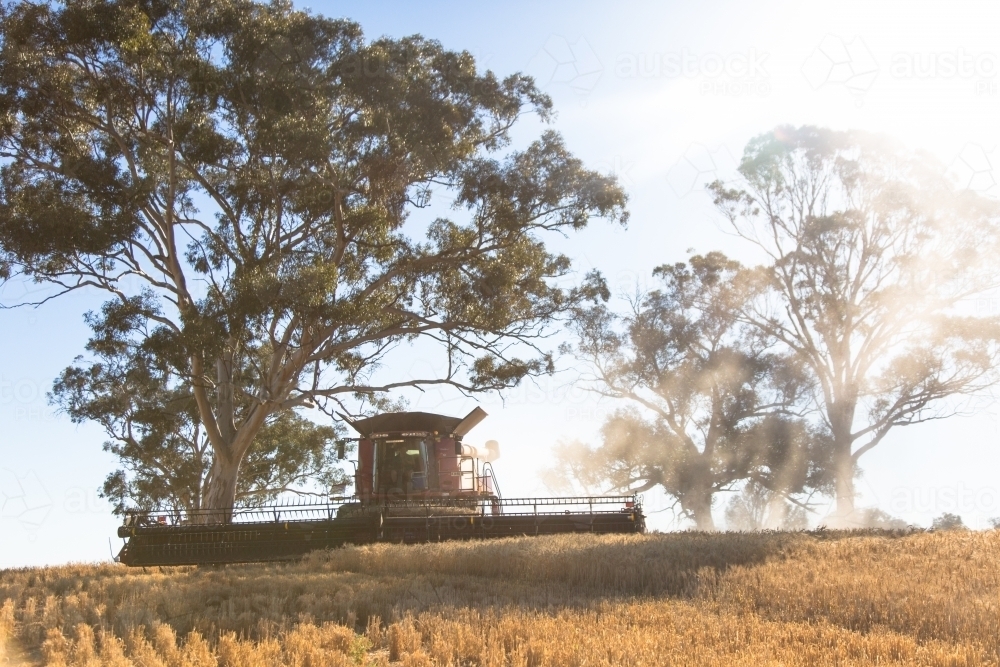 combine harvester harvesting wheat with trees in the background - Australian Stock Image