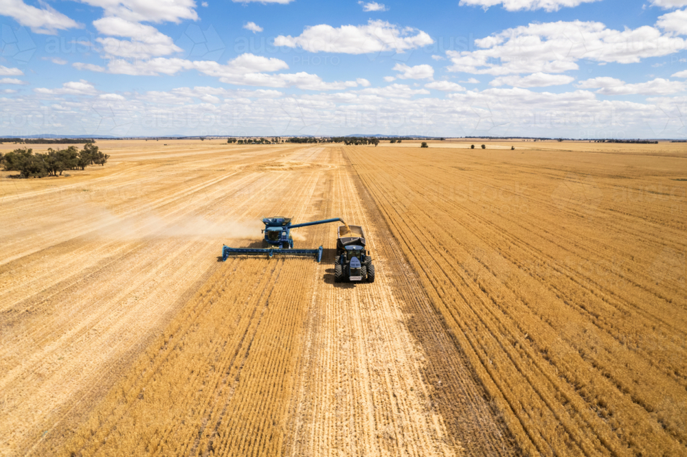 Combine harvester loading grains into the tractor on the field - Australian Stock Image