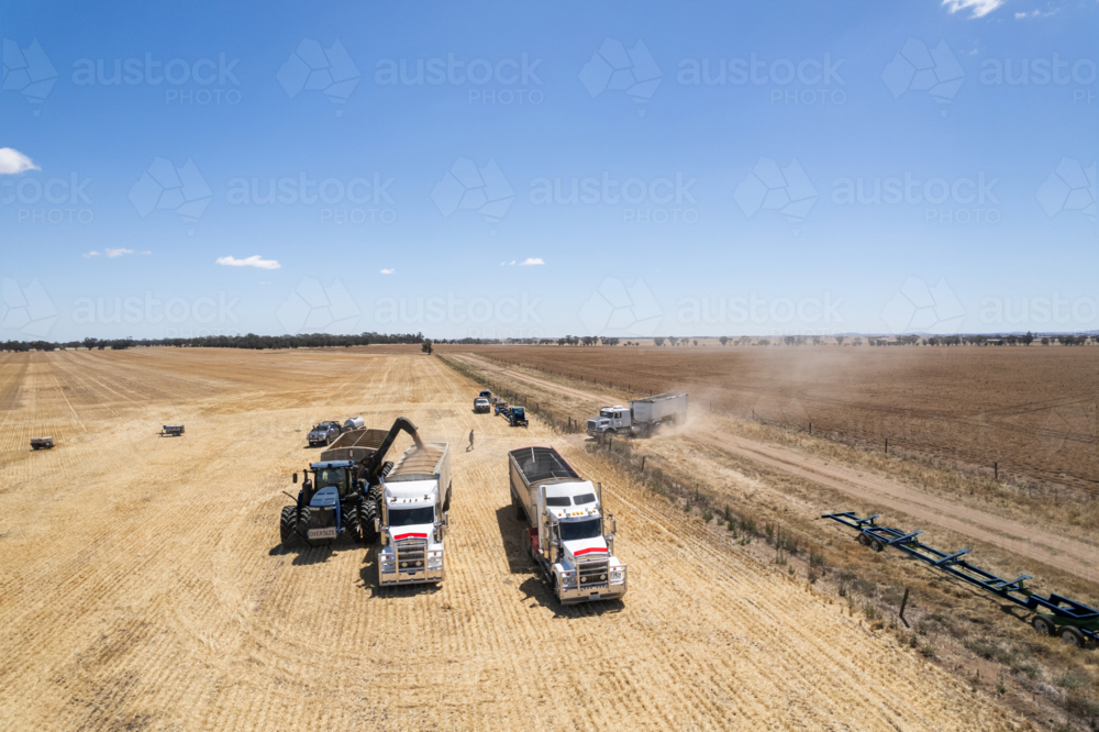 Combine harvester loading grains into transport trucks - Australian Stock Image