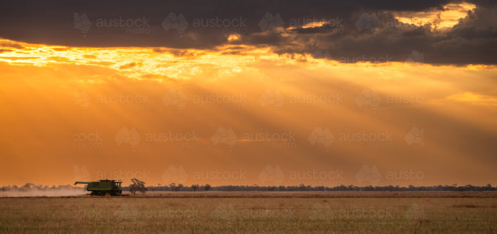 Combine harvester moving through the crops leaving dusts at sunset - Australian Stock Image