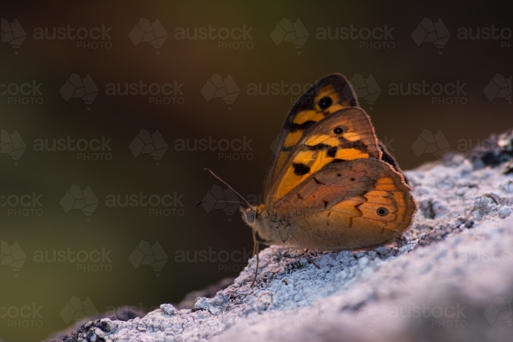 Common brown butterfly - Australian Stock Image