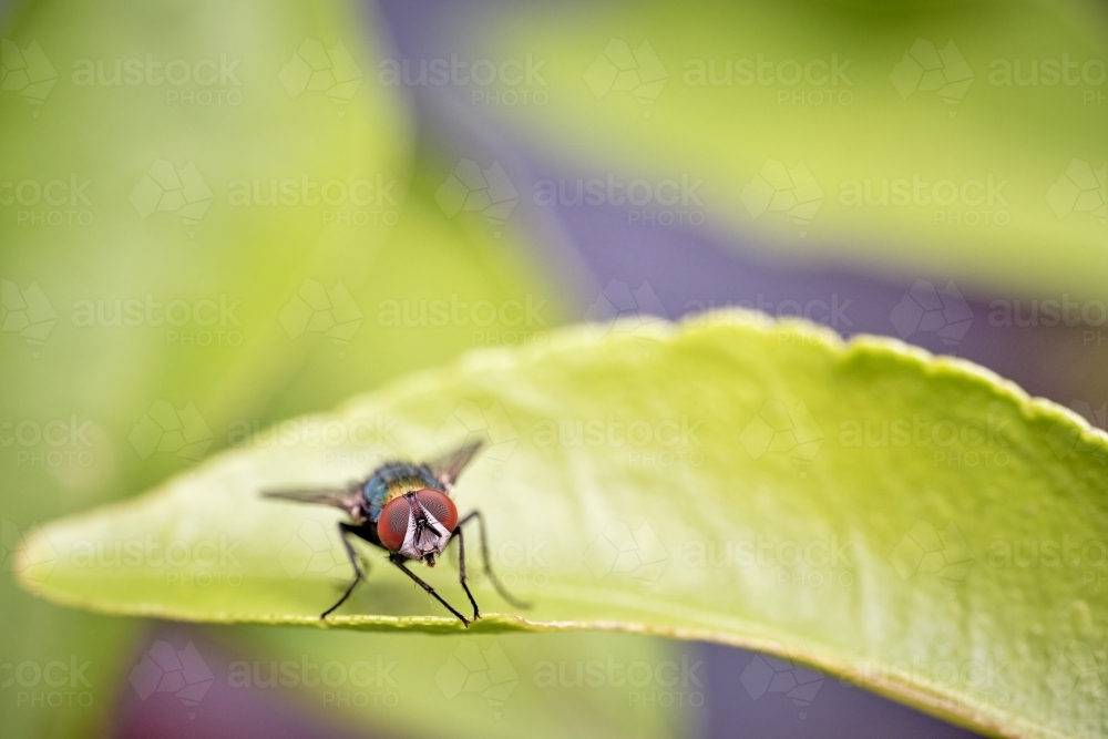 Common Green Bottle Fly perched on a leaf - Australian Stock Image