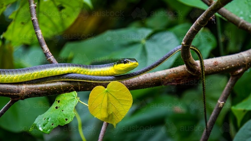 Image of Common Green Tree Snake - Austockphoto