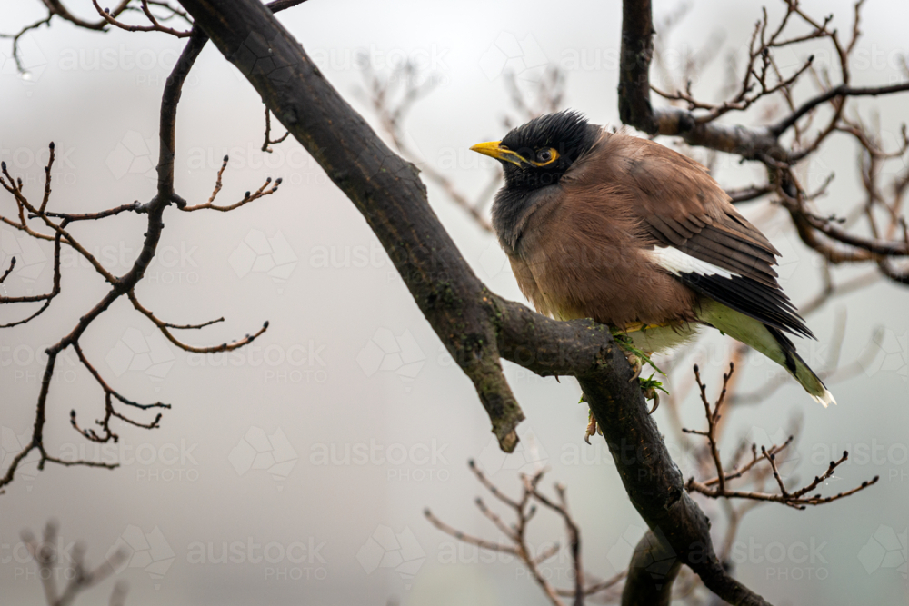 image-of-common-myna-perched-on-a-bare-tree-branch-austockphoto