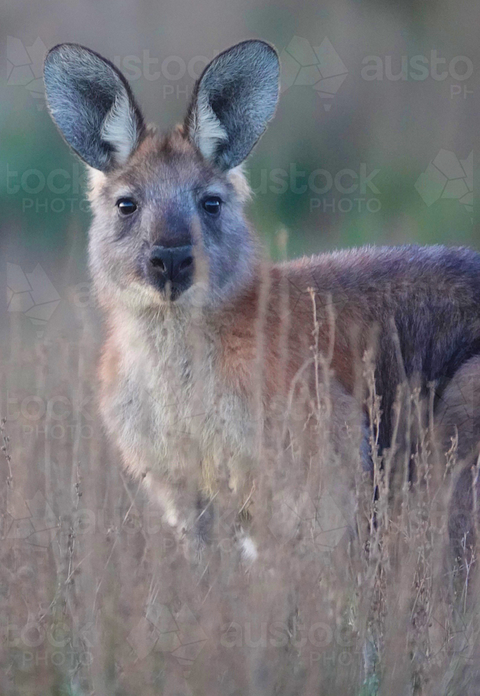 Common Wallaroo - Australian Stock Image