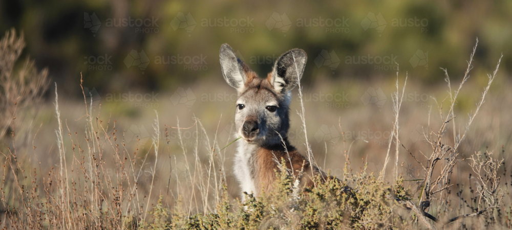 Common Wallaroo - Australian Stock Image