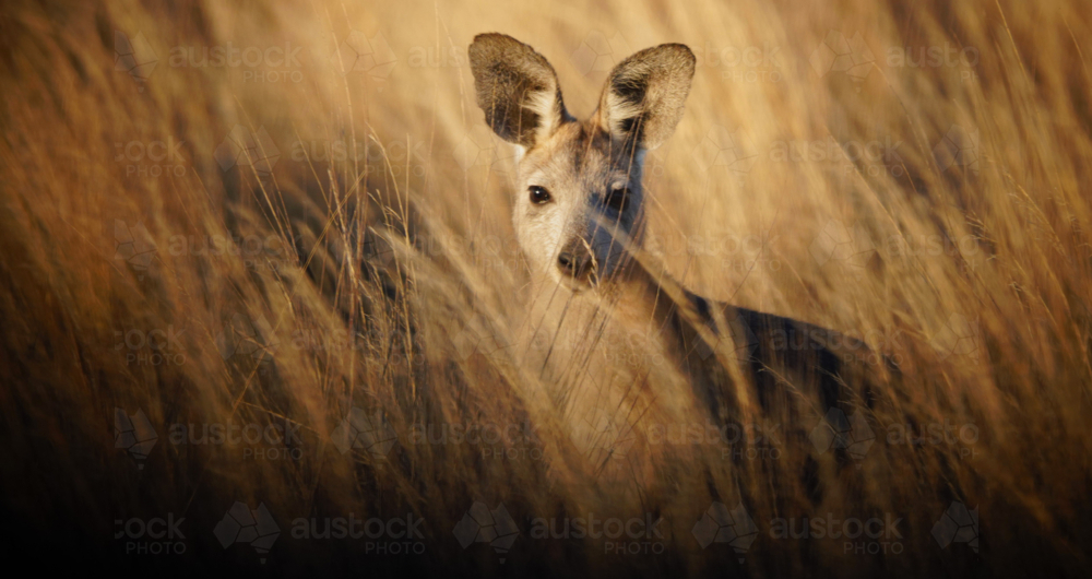 Common Wallaroo - Australian Stock Image