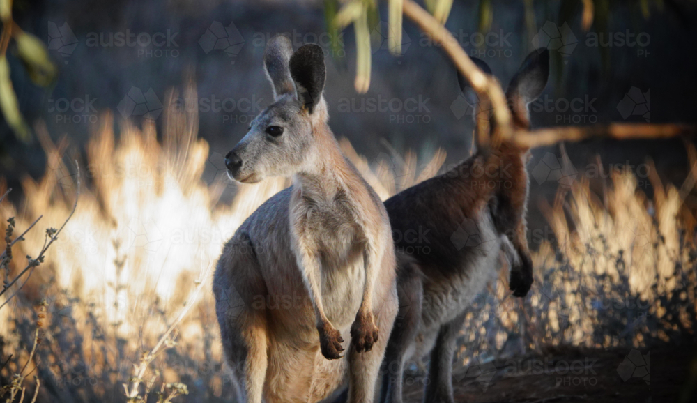 Common Wallaroo - Australian Stock Image