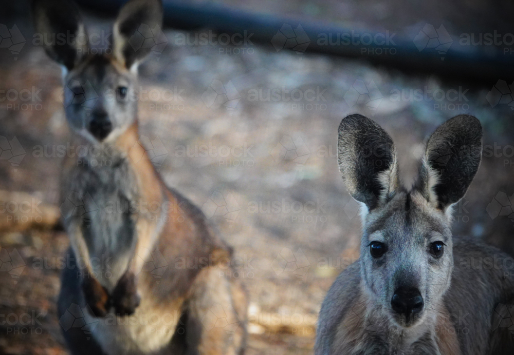 Common Wallaroo - Australian Stock Image