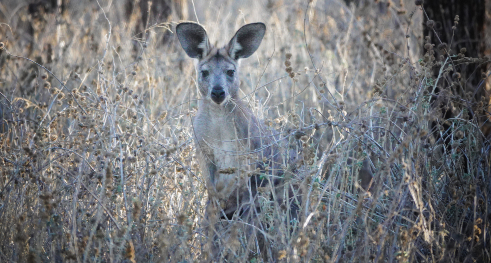 Image of Common Wallaroo in a grass field - Austockphoto