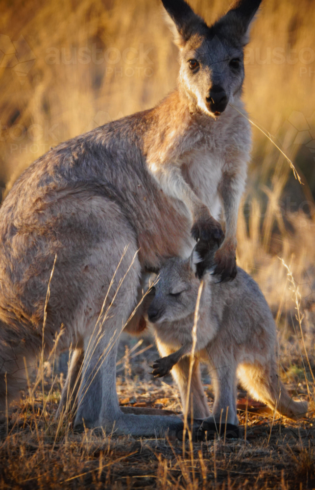 Image of Common Wallaroo of the Flinders Ranges - Austockphoto