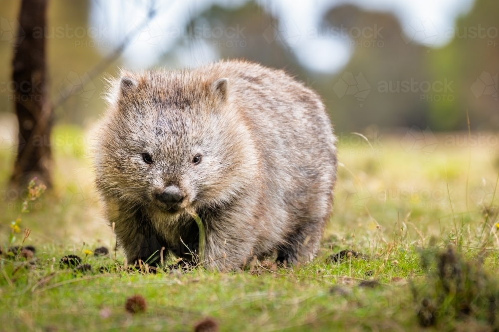 Common wombat eating grass in the wild - Australian Stock Image