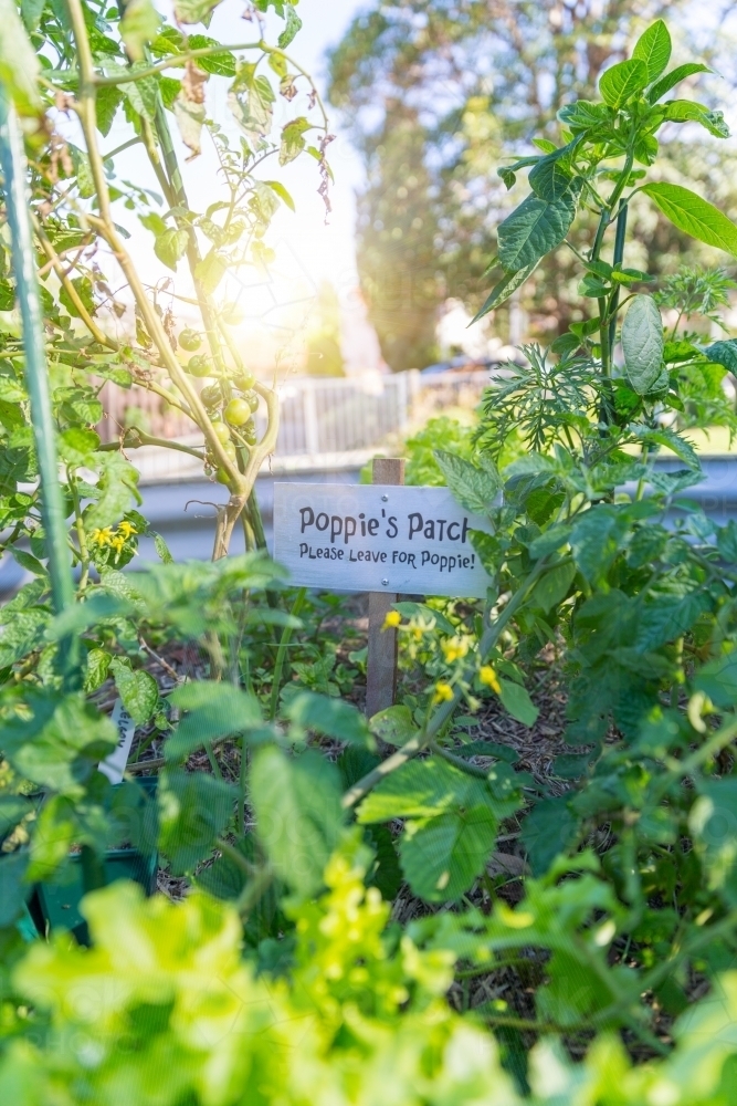 Community vegetable garden - Australian Stock Image