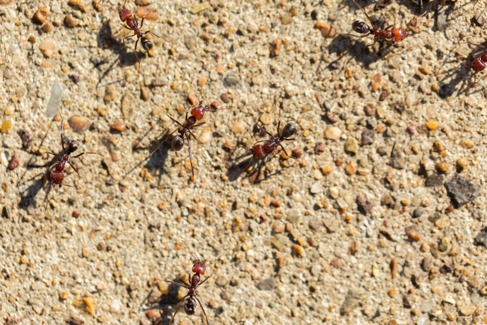 Image of Concrete footpath close up covered in ants Austockphoto