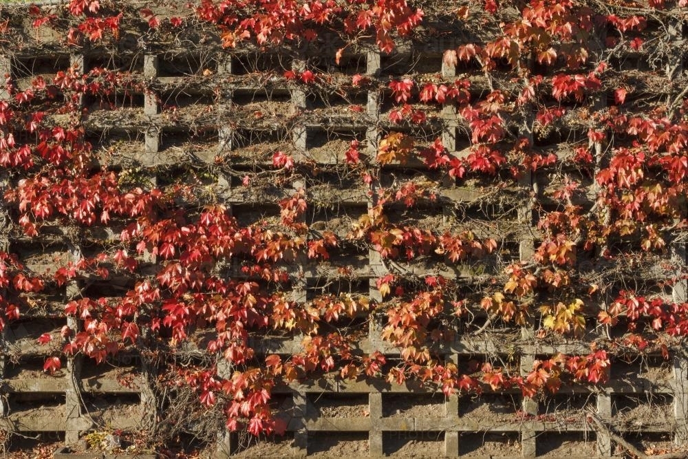 Concrete wall covered in red ivy leaves - Australian Stock Image