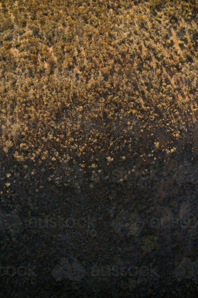 Contrasting light and shadow of Australian bush in the evening sunlight - Australian Stock Image