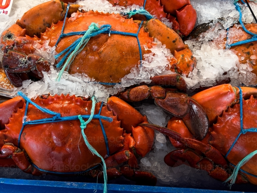 Cooked queensland mud crabs displayed on ice - Australian Stock Image