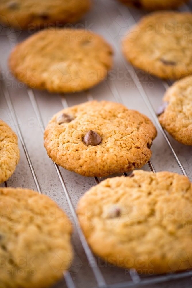 Cookies cooling on a tray - Australian Stock Image