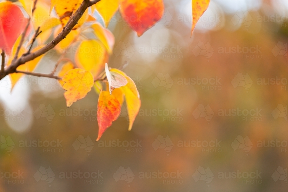 copy space beside autumn leaves on overcast day - Australian Stock Image