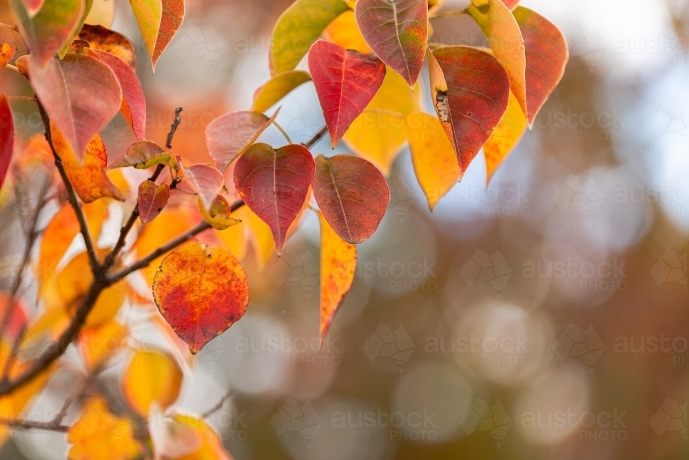 copy space beside autumn leaves on overcast day - Australian Stock Image