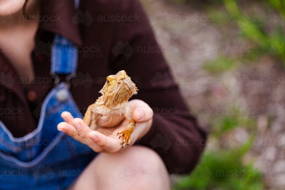 copy space beside bearded dragon native pet lizard - Australian Stock Image