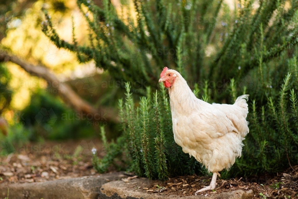 Copy space beside curious white chook in garden - Australian Stock Image