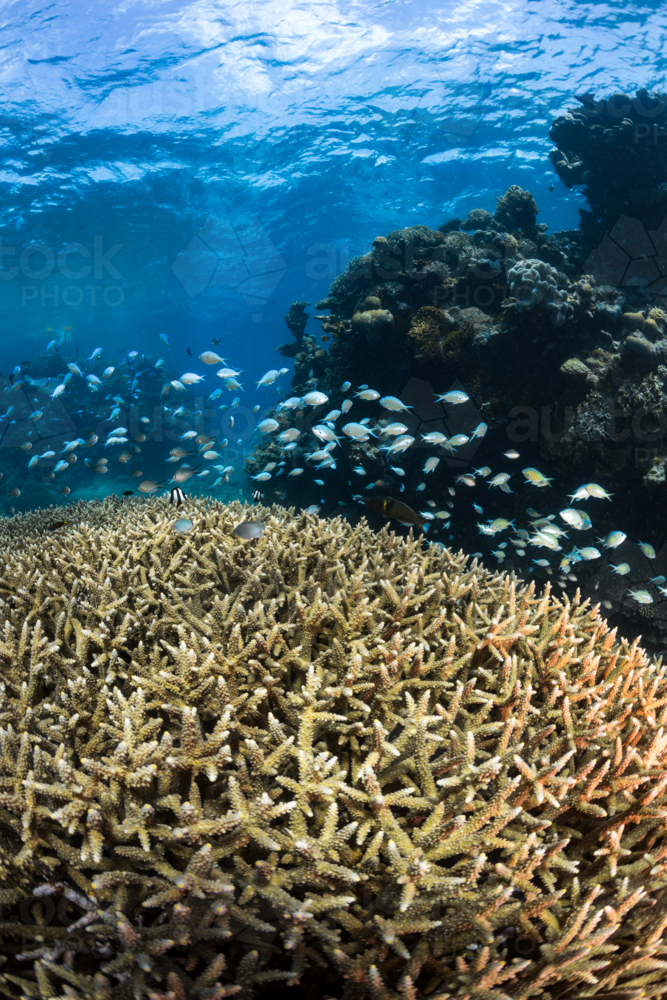 Coral and fish on the Great Barrier Reef - Australian Stock Image
