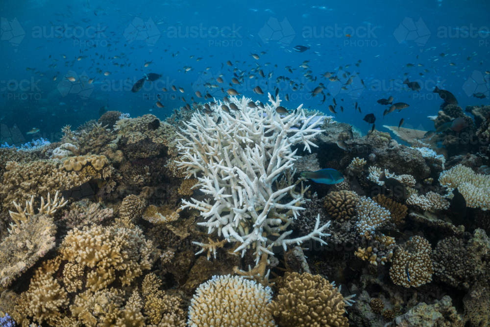 Coral Bleaching on the Great Barrier Reef - Australian Stock Image