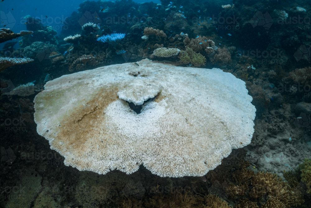 Coral Bleaching on the Great Barrier Reef - Australian Stock Image