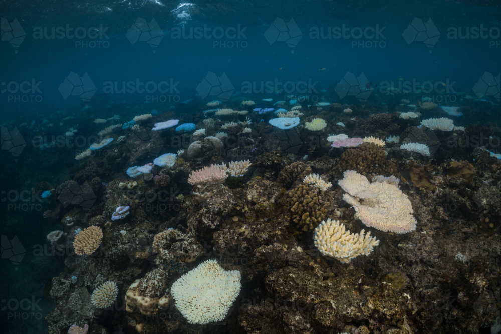 Coral Bleaching on the Great Barrier Reef - Australian Stock Image