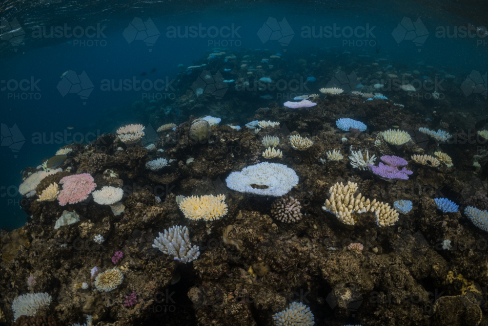 Coral Bleaching on the Great Barrier Reef - Australian Stock Image