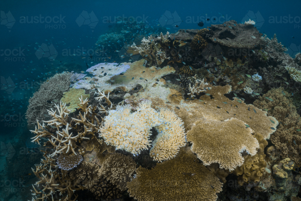 Coral Bleaching on the Great Barrier Reef - Australian Stock Image
