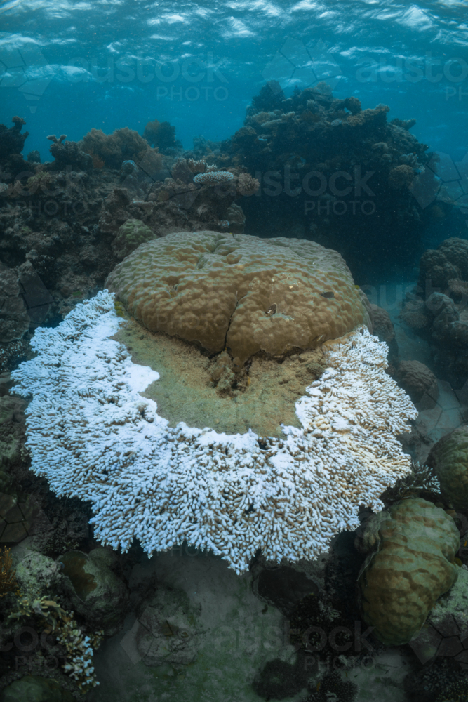 Coral Bleaching on the Great Barrier Reef - Australian Stock Image