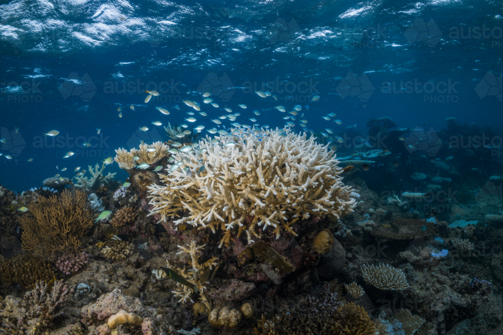 Coral Bleaching on the Great Barrier Reef - Australian Stock Image