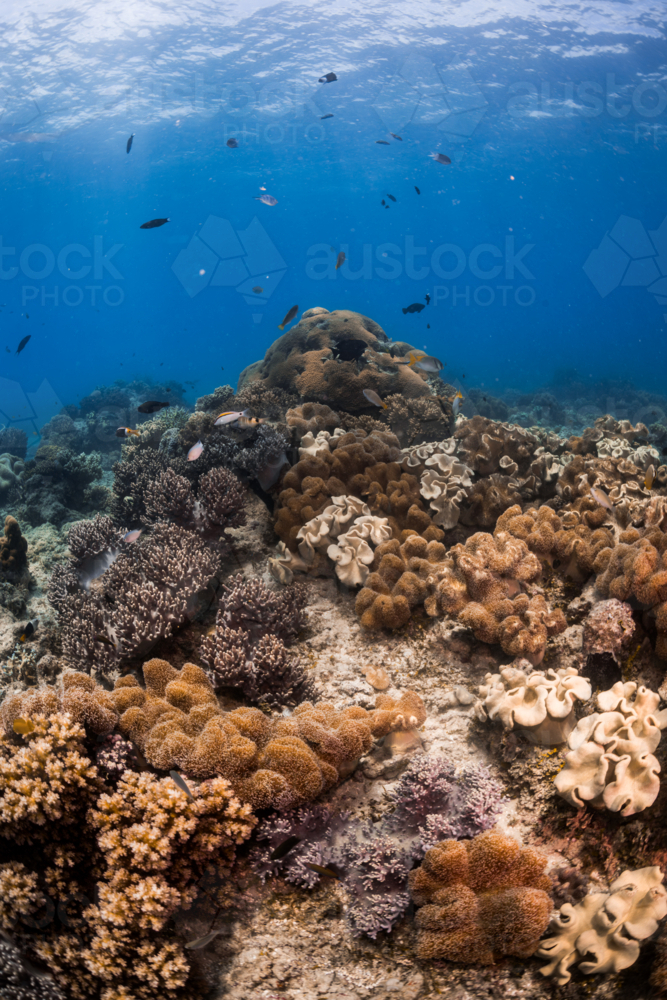 coral reef seascape on the Great Barrier Reef - Australian Stock Image