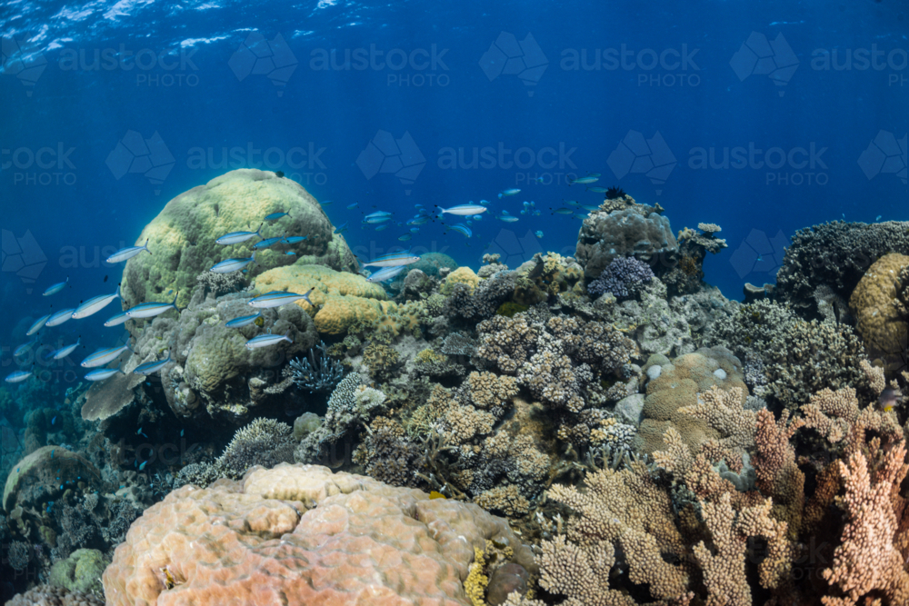 coral reef seascape on the Great Barrier Reef - Australian Stock Image