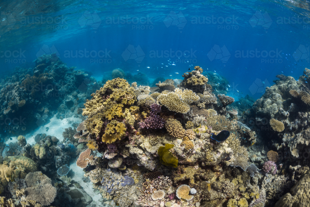 coral reef seascape on the Great Barrier Reef - Australian Stock Image
