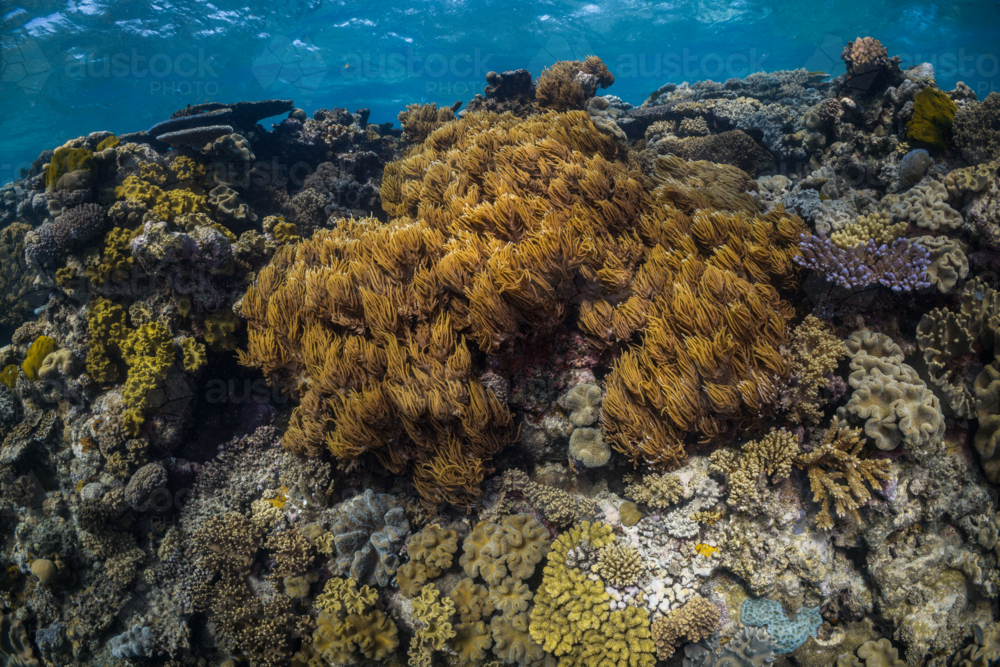 coral reef seascape on the Great Barrier Reef - Australian Stock Image