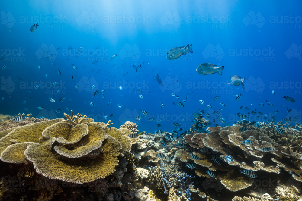 Coral wall beaming with fish on the Great Barrier Reef - Australian Stock Image