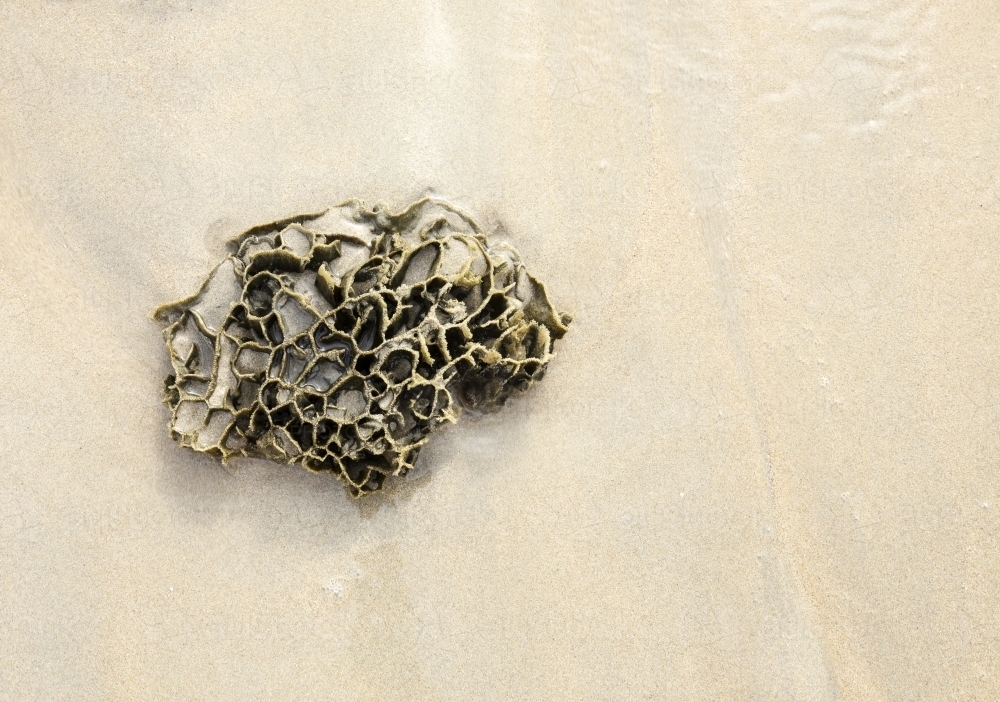 Coral washed up on a sandy beach - Australian Stock Image