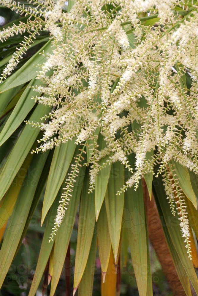 Cordyline australis in flower - Australian Stock Image