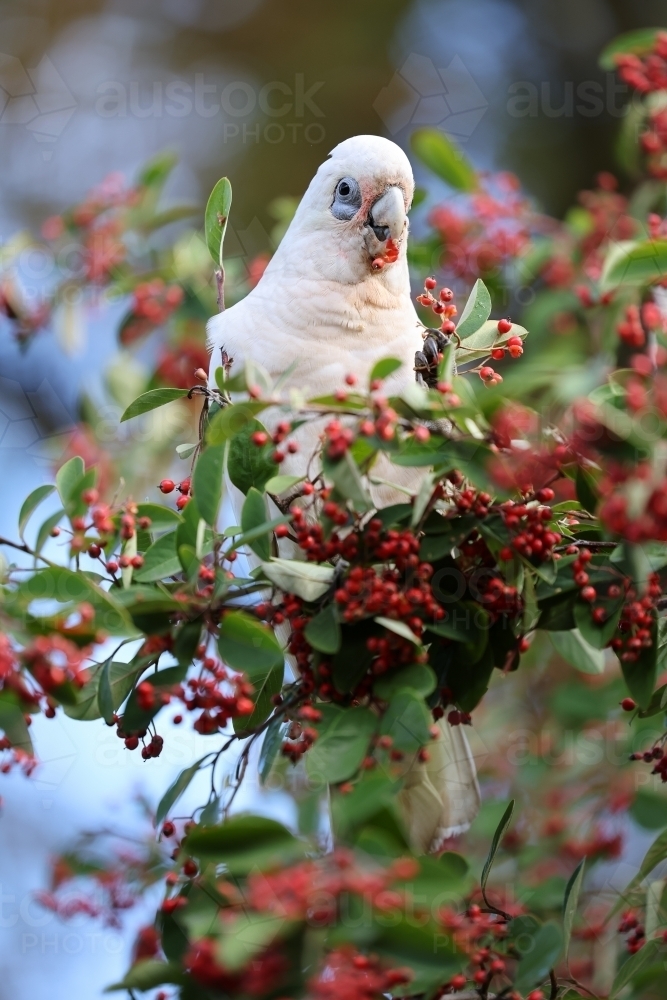 Corella - Australian Stock Image