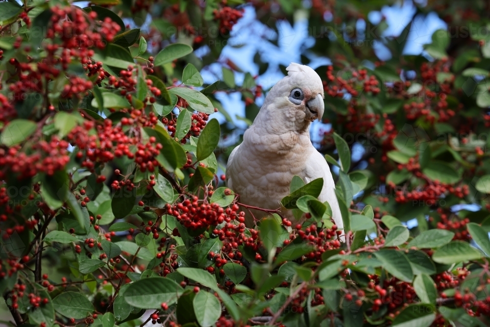 Corella - Australian Stock Image