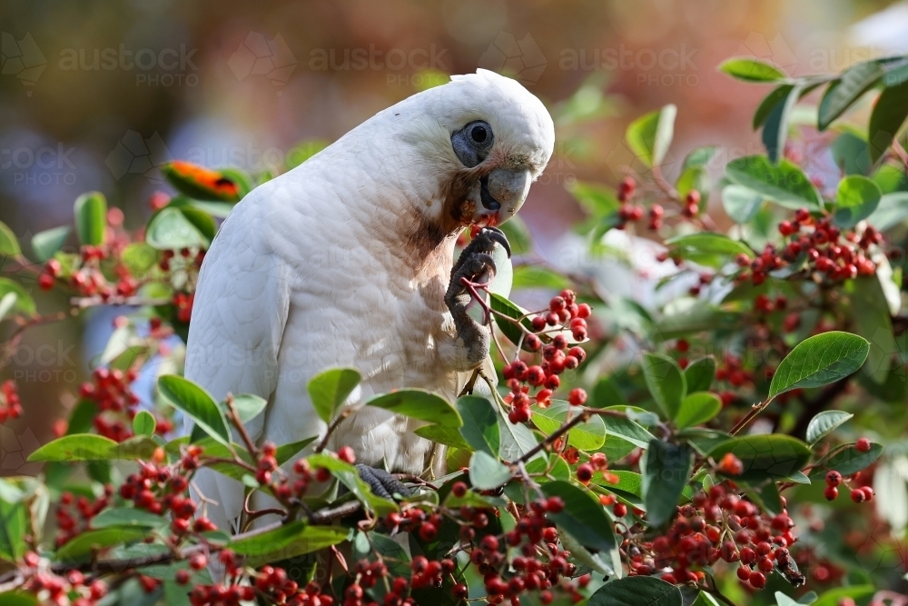 Corella - Australian Stock Image