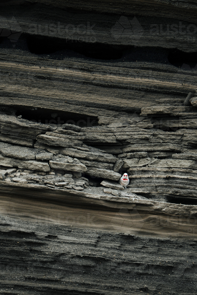 Corella bird perched within a layered rock formation - Australian Stock Image