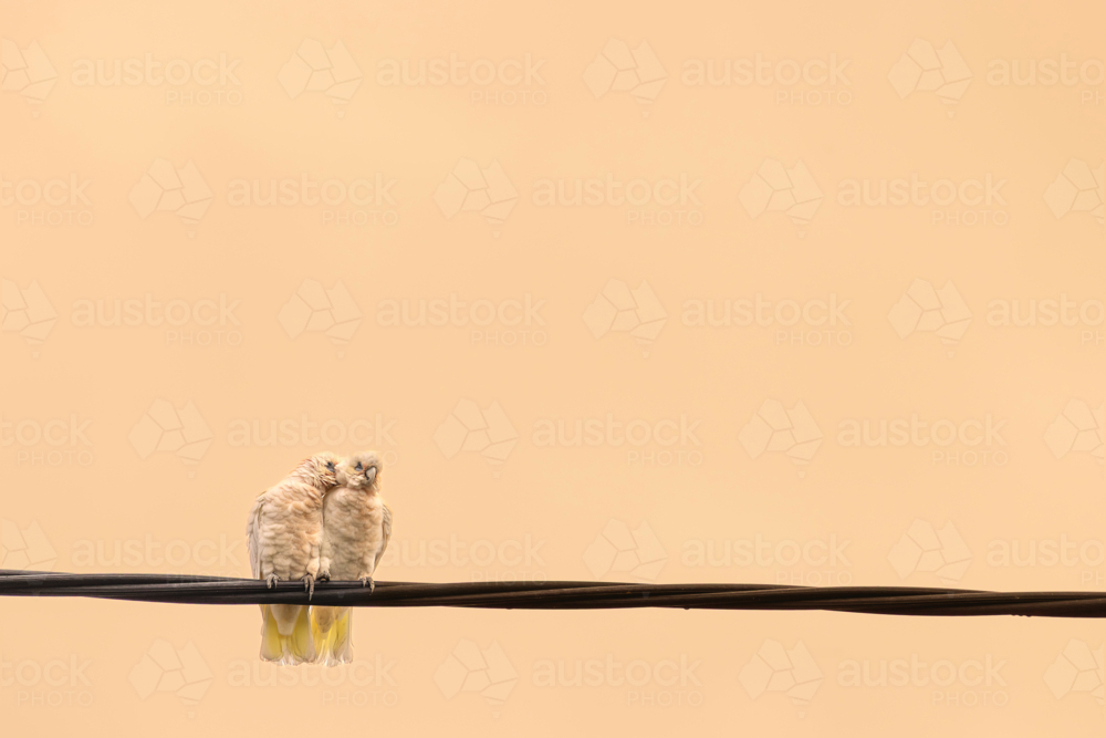 corella birds on wire - Australian Stock Image