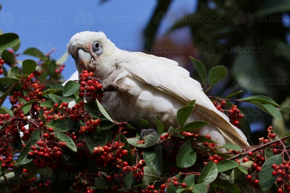 Image of Corella Feeding in a Tree - Austockphoto
