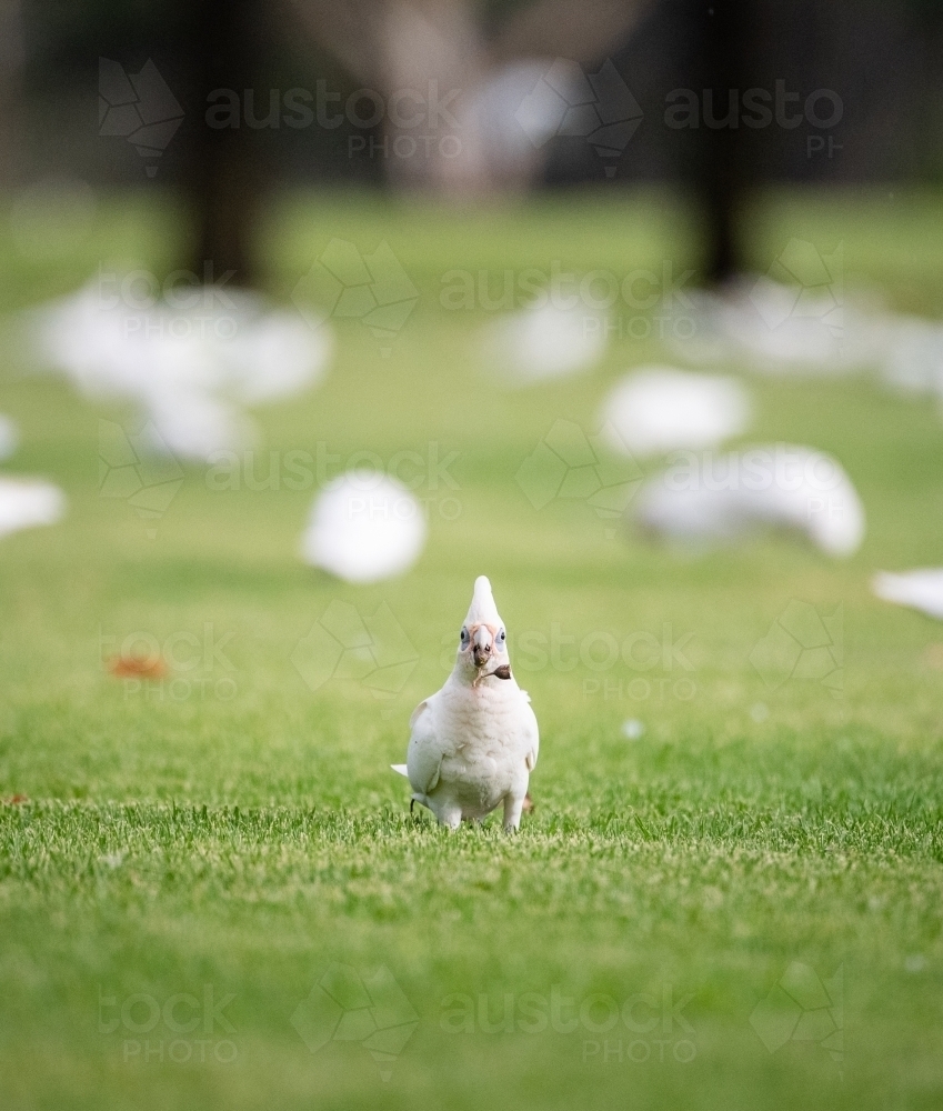 Corella holding gum nut on sporting field - Australian Stock Image