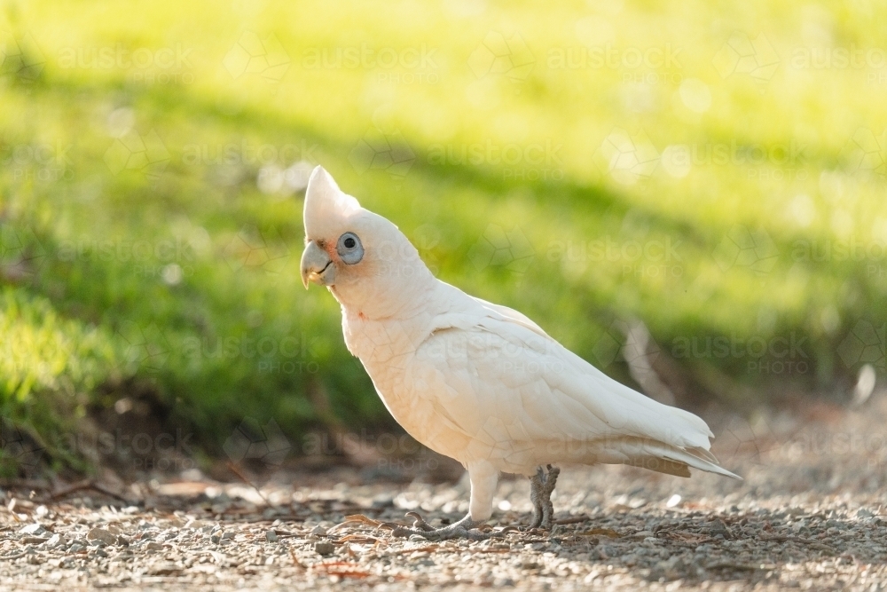 Corella on gravel path - Australian Stock Image